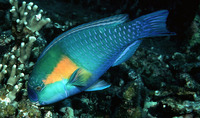 Chlorurus bowersi, Bower's parrotfish: