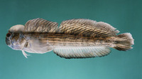 Istiblennius lineatus, Lined rockskipper: aquarium