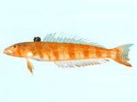 Parapercis nebulosa, Barred sandperch: aquarium