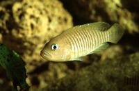 Neolamprologus multifasciatus, : aquarium