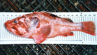 Trachyscorpia cristulata echinata, Spiny scorpionfish: fisheries