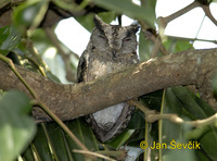 Otus bakkamoena - Collared Scops-Owl
