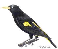 Image of: Cacicus cela (yellow-rumped cacique)