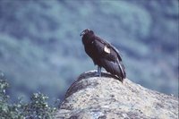 California Condor - Gymnogyps californianus