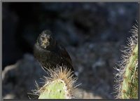 Large Cactus-Finch - Geospiza conirostris