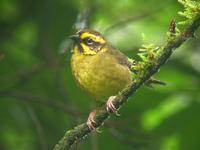 Yellow-striped Brush-Finch (Nick Athanas)