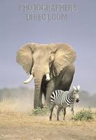 Elephant and Zebra , Amboseli National Park , Kenya stock photo