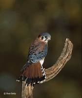 : Falco sparverius; American Kestrel
