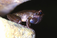 : Xenophrys major