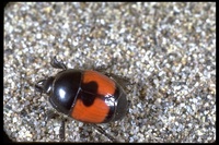 : Spilodiscus sellatus; Hister Beetle