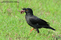 Crested Myna Scientific name: Acridotheres cristatellus