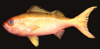 Randallichthys filamentosus, Randall's snapper: fisheries