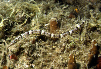 Syngnathus acus, Greater pipefish: