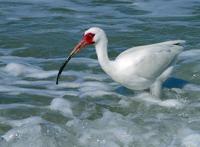 Image of: Eudocimus albus (white ibis)