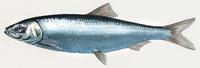 Image of: Clupea pallasii (Pacific herring)