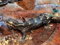 Image of: Thecadactylus rapicauda (turnip-tailed gecko)
