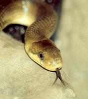 Zamenis longissimus - Aesculapean Snake