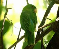 Azure-rumped Parrot - Tanygnathus sumatranus