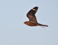 Lesser Nighthawk - Chordeiles acutipennis