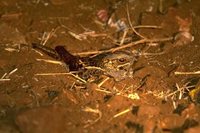 Square-tailed Nightjar - Caprimulgus fossii