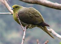 Red-capped Green Pigeon