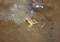 : Fejervarya greenii; Sri Lanka Paddy Field Frog