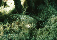 Emblemaria pandionis, Sailfin blenny: aquarium