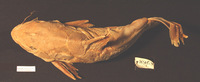 Auchenoglanis biscutatus, : fisheries, aquarium