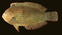 Macropharyngodon geoffroy, Geoffroy's wrasse: aquarium
