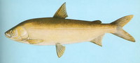 Coregonus ussuriensis, Amur whitefish: fisheries