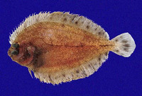 Engyophrys sanctilaurentii, Speckled-tail flounder: fisheries