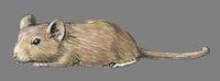 Image of: Abrocoma bennettii (Bennett's chinchilla rat)