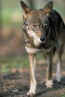 Image of: Canis rufus (red wolf)