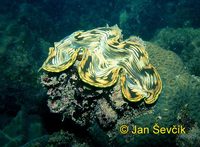 Tridacna squamosa - Fluted giant clam