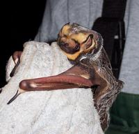 Image of: Lasiurus cinereus (hoary bat)
