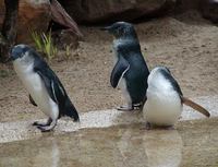 Eudyptula minor - Little Penguin