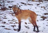 Chrysocyon brachyurus - Maned Wolf
