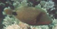 Image of: Balistapus undulatus (redlined triggerfish)
