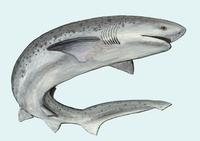 Image of: Notorynchus cepedianus (bluntnose sevengill shark)