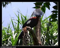 Southern Crowned-Pigeon - Goura scheepmakeri