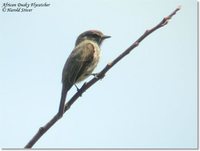 African Dusky Flycatcher - Muscicapa adusta