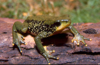 : Atelopus peruensis; Peruvian Harlequin Frog