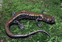 : Plethodon petraeus; Pigeon Mountain Salamander