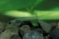 : Xenopus laevis; African Clawed Frog