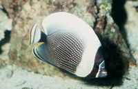 : Chaetodon reticulatus; Mailed Butterflyfish
