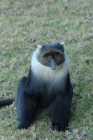 : Cercopithecus mitis; Sykes Monkey