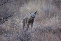 : Hyaena hyaena; Striped Hyena