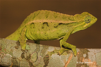 : Chamaeleo ellioti; Montane Side-striped Chameleon