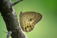 : Kirinia epimenides; Butterfly