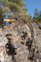 : Podarcis bocargei; Iberian Wall Lizard